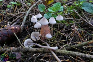 Mycena filopes (2)